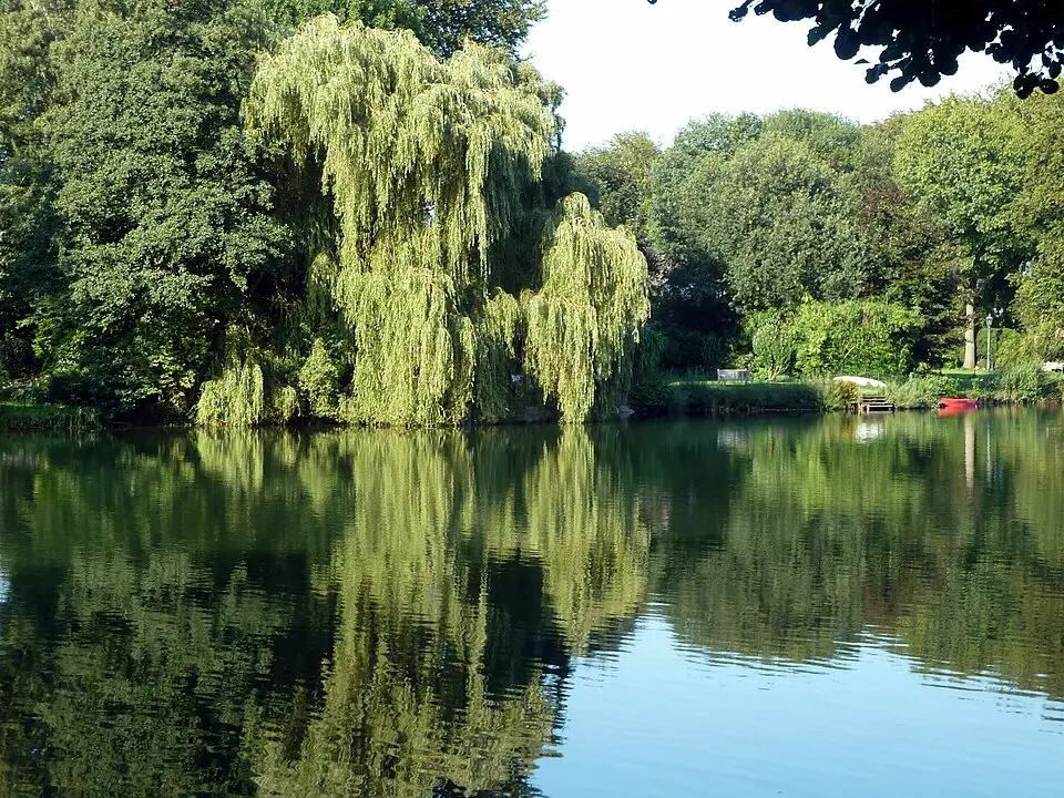 Konzept zur Vitalisierung von künstlichen Flachwasserseen